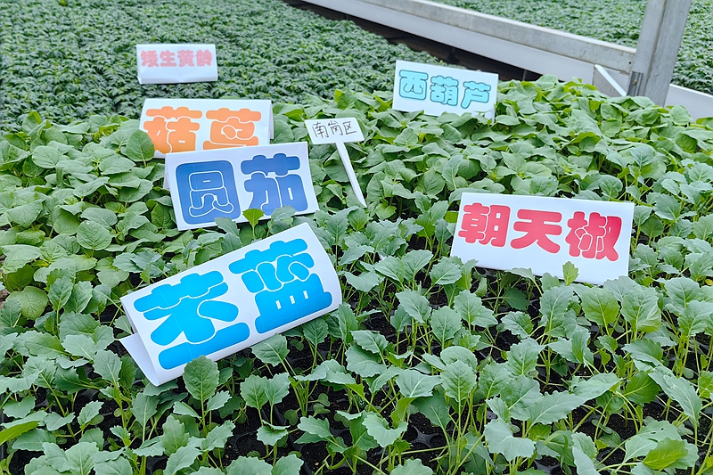 ag·真人我与小苗共成长！第七届哈尔滨市中小学生“远程同步种植活动”开始了(图1)