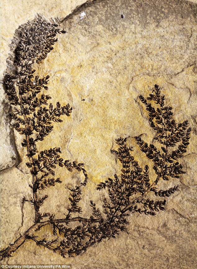 ag·真人世界上第一朵花 125亿年前生活在水下(图1)