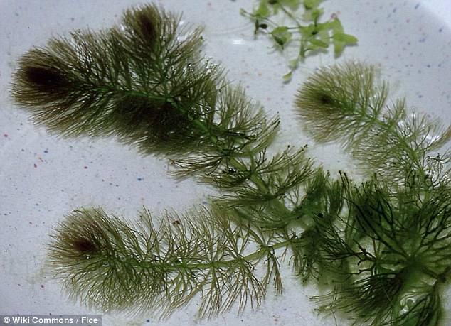 ag·真人世界上第一朵花 125亿年前生活在水下(图3)