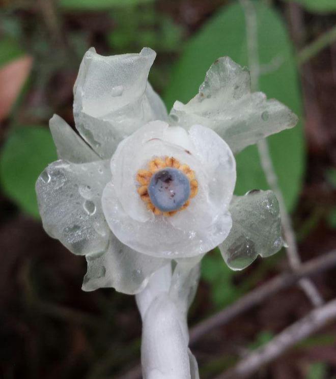 ag·真人柳州发现罕见植物“冥界之花”无枝无叶无根洁白如玉无叶绿素(图6)