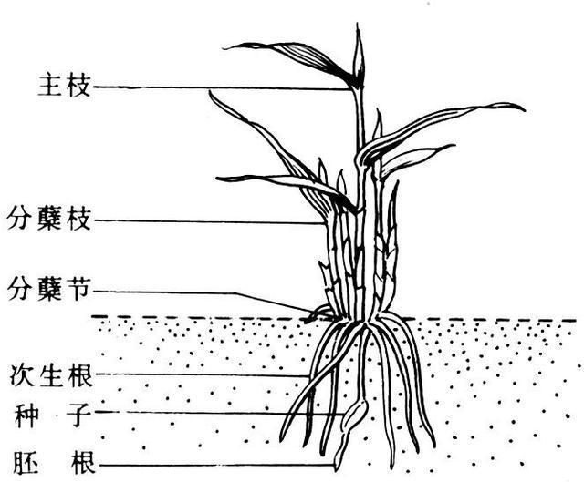 ag·真人俗话叫“痔疮草”村头村尾就有不少植物价值不容小觑(图7)
