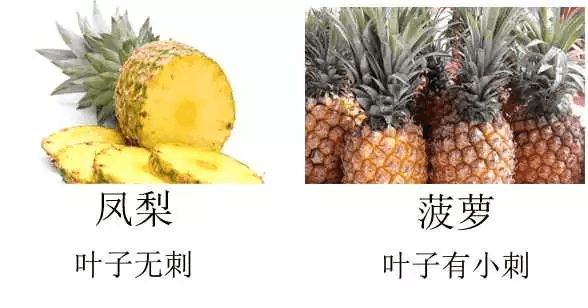 ag·真人官网平台你应该被骗过学会这一招辨别菠萝和凤梨别再被老板忽悠(图1)