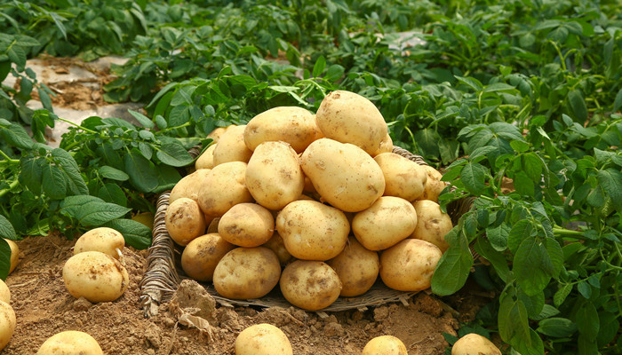 ag·真人官网平台马铃薯是什么 马铃薯是什么植物(图3)