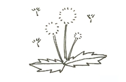 ag·真人(官网)平台植物简笔画大全_超100篇植物简笔画画法教程简单轻松学！(图15)