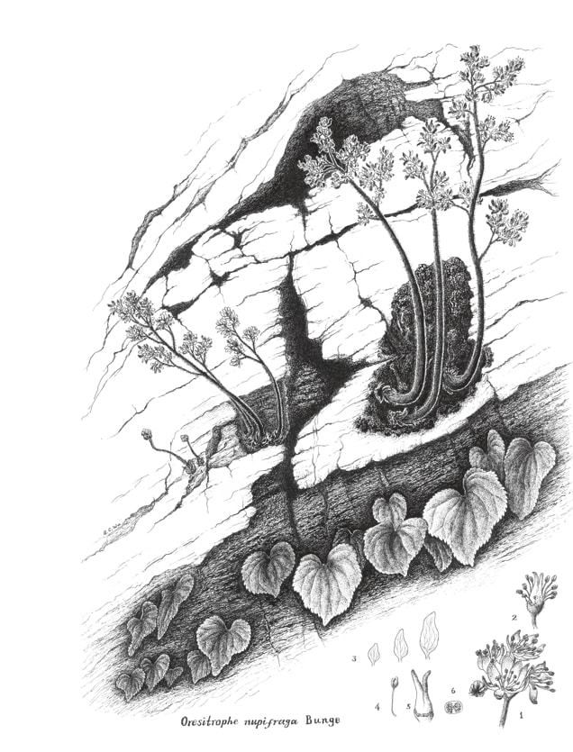 ag·真人“冬奥之花——华北特有植物手绘展览”线上预展(图1)