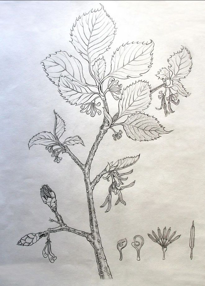 ag·真人“冬奥之花——华北特有植物手绘展览”线上预展(图5)