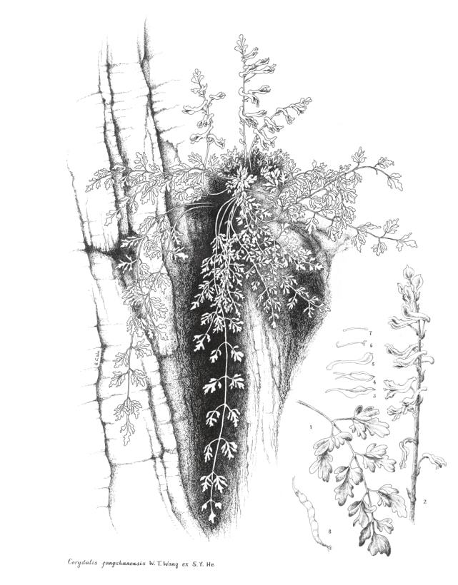 ag·真人“冬奥之花——华北特有植物手绘展览”线上预展(图2)