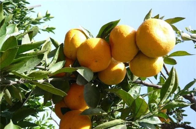 ag·真人(官网)平台不同树龄的柑橘施肥有讲究这些时间段施肥最合适(图4)