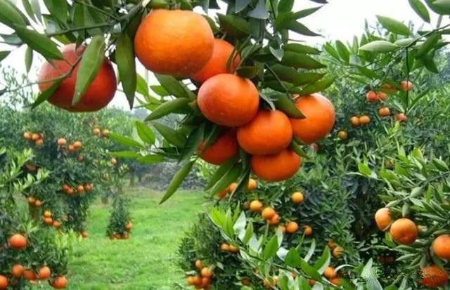 ag·真人(官网)平台不同树龄的柑橘施肥有讲究这些时间段施肥最合适(图2)