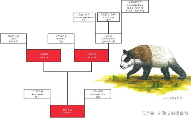 ag·真人从上古神兽到珍萌国宝：大熊猫的沧桑演变史(图4)