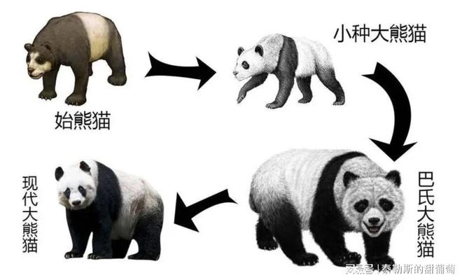 ag·真人从上古神兽到珍萌国宝：大熊猫的沧桑演变史(图5)