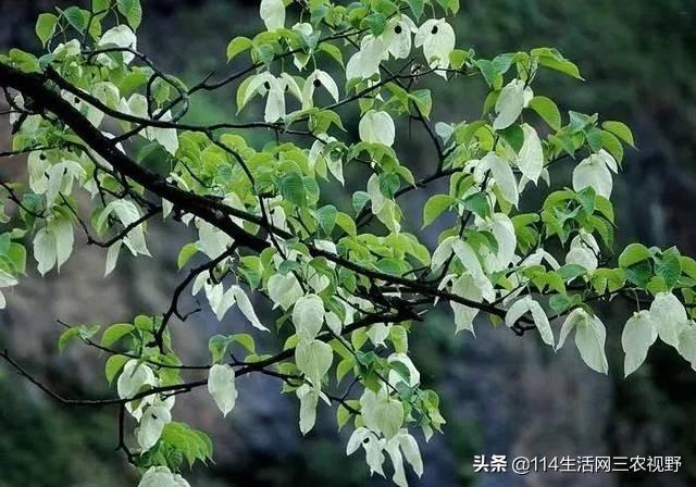 ag·真人(官网)平台中国十大珍稀苗木能拥有一种你可能就发了！不仅仅是一棵树了(图1)