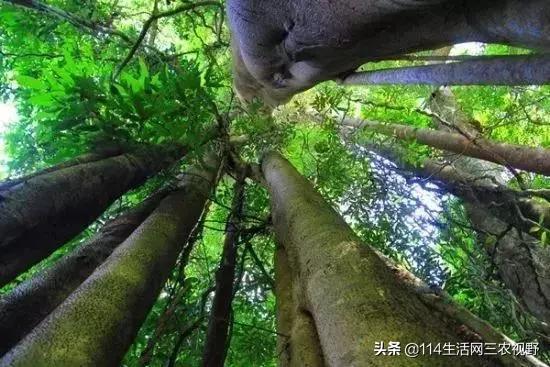 ag·真人(官网)平台中国十大珍稀苗木能拥有一种你可能就发了！不仅仅是一棵树了(图6)