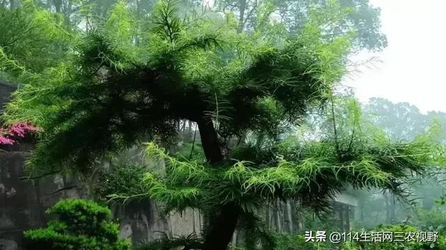 ag·真人(官网)平台中国十大珍稀苗木能拥有一种你可能就发了！不仅仅是一棵树了(图5)