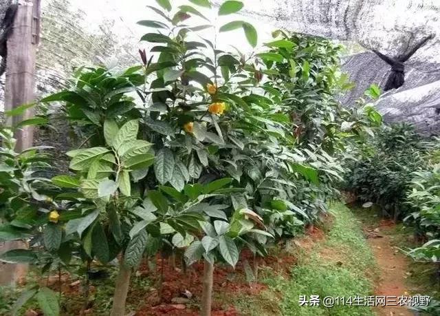 ag·真人(官网)平台中国十大珍稀苗木能拥有一种你可能就发了！不仅仅是一棵树了(图2)
