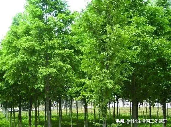 ag·真人(官网)平台中国十大珍稀苗木能拥有一种你可能就发了！不仅仅是一棵树了(图7)