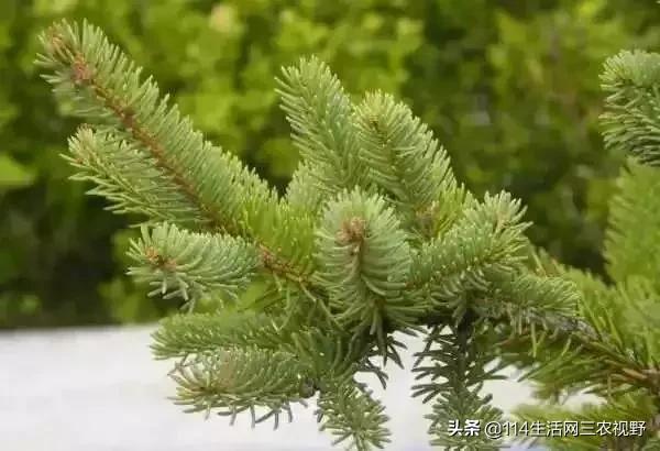 ag·真人(官网)平台中国十大珍稀苗木能拥有一种你可能就发了！不仅仅是一棵树了(图8)