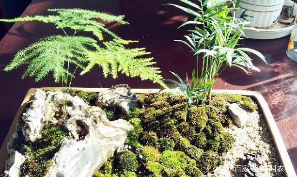 ag·真人山上捡来的石头、苔藓制作的盆景简直美翻了！(图1)