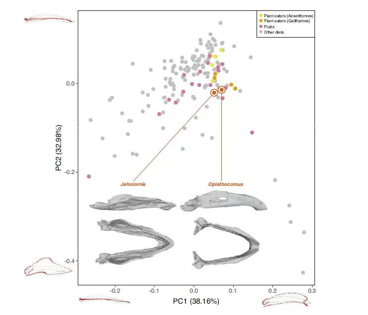 ag·真人(官网)平台我国科学家首次证实古鸟类叶食性的早期起源和演化(图3)