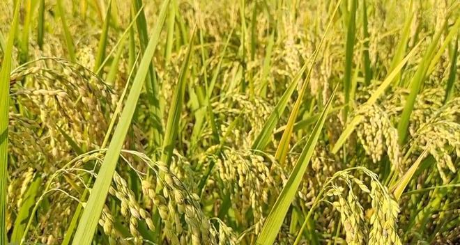 ag·真人官网平台解决水稻倒伏有技巧注意三大细节后期水稻不倒伏饱满产量高(图4)