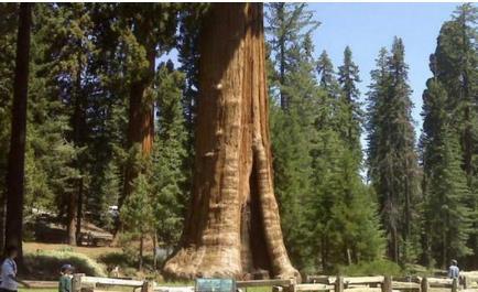 ag·真人(官网)平台它的名字叫做水杉大树也是全世界年龄最大体积最为大的大树(图2)