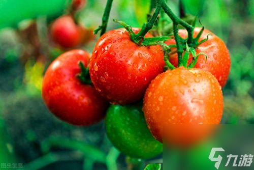 ag·真人官网平台大棚番茄能做到1次栽培3次收获 大棚番茄栽培新技术有什么(图2)