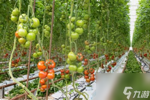 ag·真人官网平台大棚番茄能做到1次栽培3次收获 大棚番茄栽培新技术有什么(图3)
