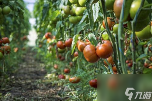 ag·真人官网平台大棚番茄能做到1次栽培3次收获 大棚番茄栽培新技术有什么(图4)