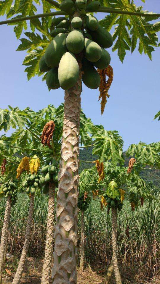 ag·真人好吃的木瓜原来也可以阳台种植不仅长得好而且还美观(图1)