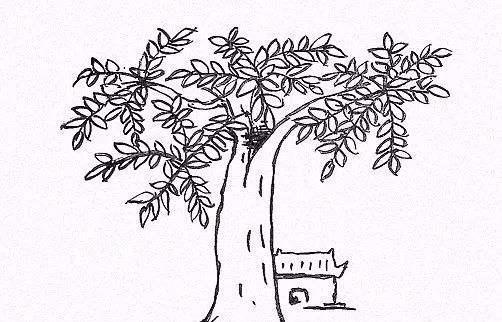 ag·真人老人常说“五树进宅人穷家败”指的是哪5种树？你家种了吗？(图1)