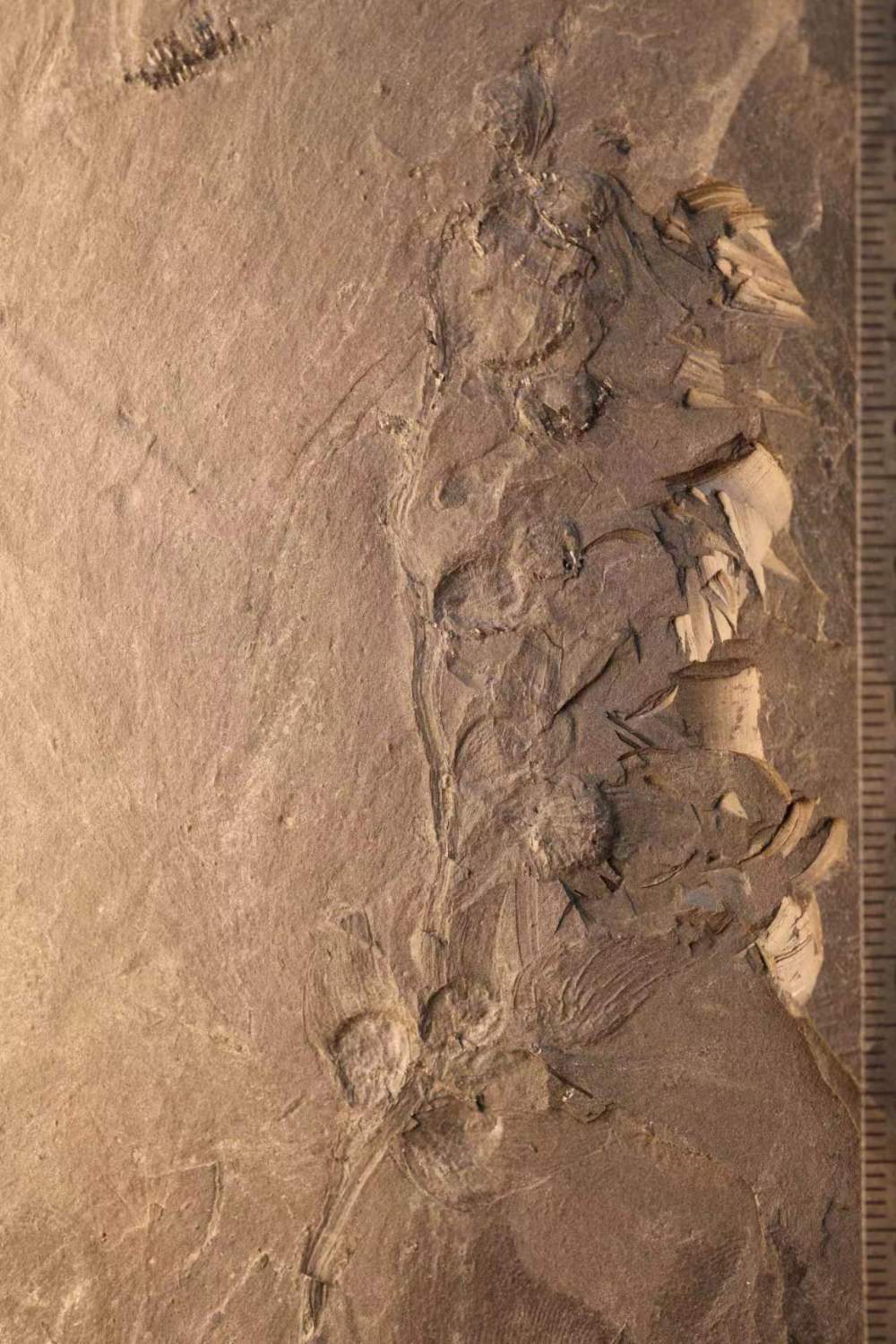 ag·真人官网平台远古发现丨这种17亿年前的“花”你认识吗？(图1)
