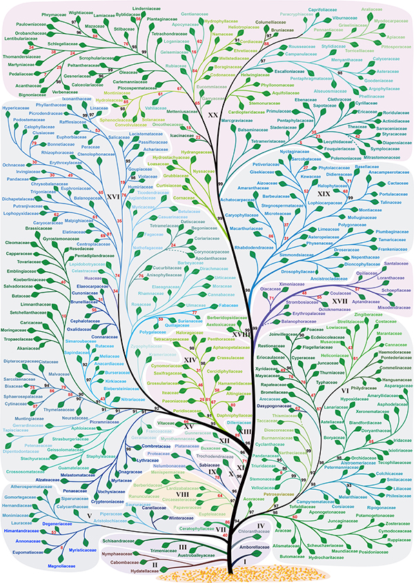 ag·真人官网平台中外科学家构建被子植物科级水平最完整“生命之树”(图1)