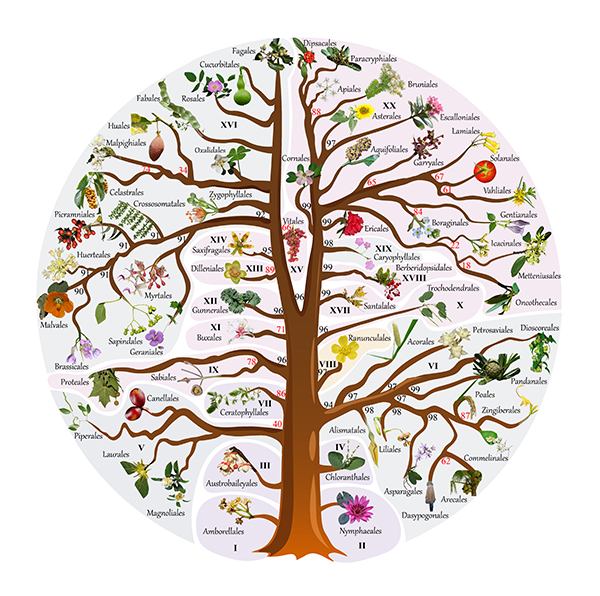 ag·真人官网平台中外科学家构建被子植物科级水平最完整“生命之树”(图2)