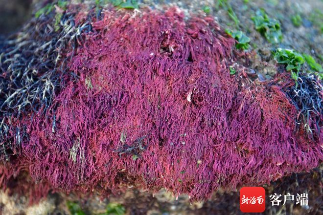 ag·真人(官网)平台礁石上大量红色植物是啥？专家解答：可能是果胞藻或乳节藻(图1)