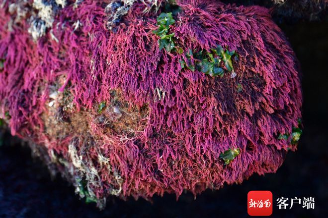 ag·真人(官网)平台礁石上大量红色植物是啥？专家解答：可能是果胞藻或乳节藻(图2)