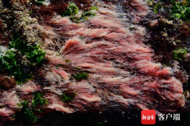 ag·真人(官网)平台礁石上大量红色植物是啥？专家解答：可能是果胞藻或乳节藻(图3)