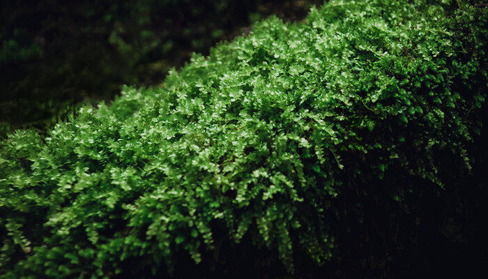 ag·真人官网平台常见的苔藓植物图片及名称(图2)
