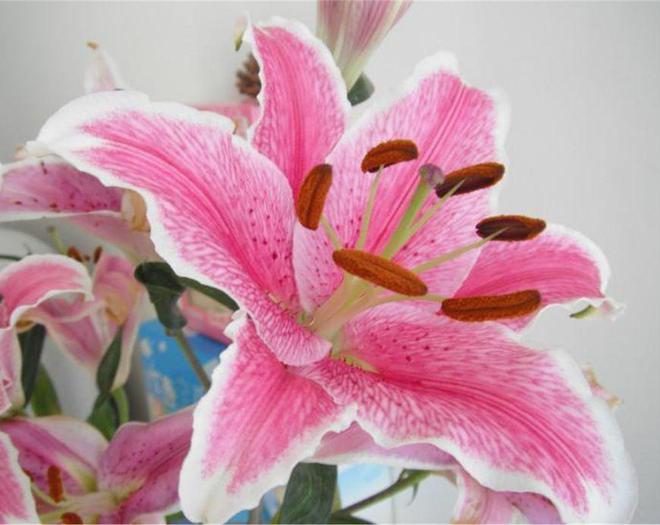 ag·真人官网平台种植百合花 唯美的花朵显现尊贵和优雅 迷人的外表让人深深陶醉(图1)
