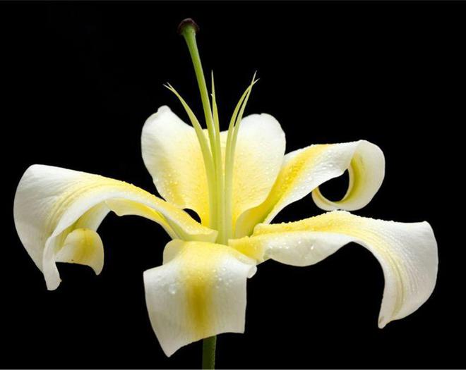 ag·真人官网平台种植百合花 唯美的花朵显现尊贵和优雅 迷人的外表让人深深陶醉(图4)