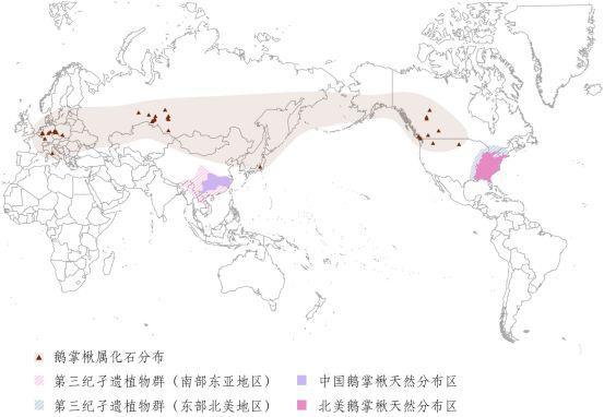 ag·真人(官网)平台南京林业大学在全球首次破译孑遗植物鹅掌楸基因组！(图6)