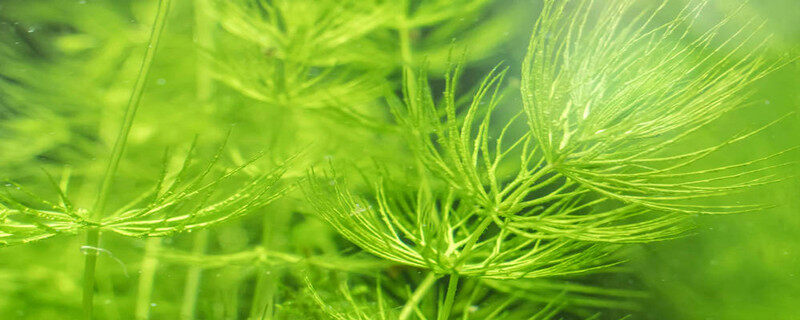 ag·真人(官网)平台金鱼藻是什么植物裸子还是被子(图1)