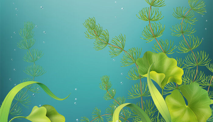 ag·真人(官网)平台金鱼藻是什么植物裸子还是被子(图2)